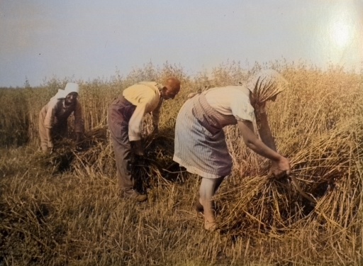 Landwirtschaft und Feldarbeit