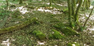 Die Ohlandsburg 3 Bruchsteine an der ehemaligen Ohlandsburg - Foto Dr. Bernd Weil (002)