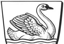 Der Eisenbacher Schwan schwimmt sich schwindelig