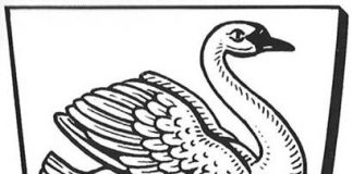 Der Eisenbacher Schwan schwimmt sich schwindelig