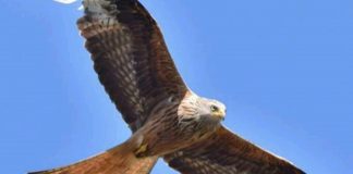 NABU Ortsgruppe Eisenbach 1988 e.V.