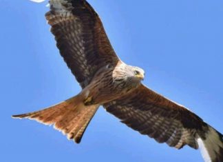 NABU Ortsgruppe Eisenbach 1988 e.V.